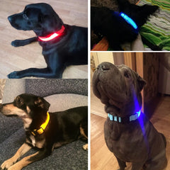 LED Dog Collar